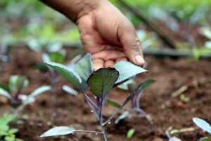 Latest IPCC report highlights the critical need to transform agrifood systems as a way to mitigate and adapt to climate change
