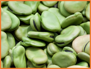 Genetic analysis of global faba bean diversity, agronomic traits and selection signatures