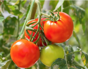 Review: miRNAs and lncRNAs in tomato: Roles in biotic and abiotic stress responses