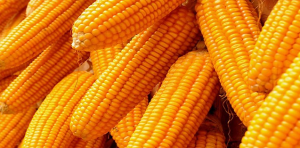 Molecular dissection of heterosis in cereal roots and their rhizosphere