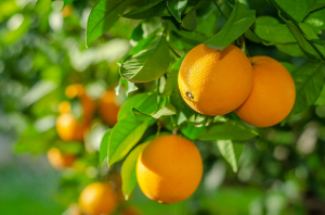 CRISPR Helps Scientists Develop Canker-resistant Citrus Lines in Less Than a Year