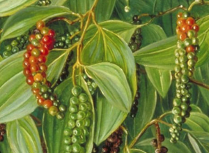 Genome-wide identification and characterization of tissue-specific non-coding RNAs in black pepper (Piper nigrum L.)