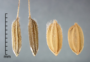 qGLF5 from Oryza rufipogon Griff. improves kernel shape, plant architecture, and yield in rice