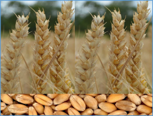 Different wheat loci are associated to heritable free asparagine content in grain grown under different water and nitrogen availability