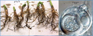 Identification and molecular mapping of a major gene conferring resistance to Phytophthora sansomeana in soybean `Colfax`