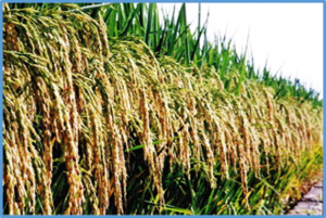 tRNA selectivity during ribosome-associated quality control regulates the critical sterility-inducing temperature in two-line hybrid rice