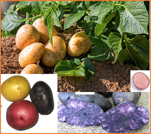 Comprehensive Characterization of the C3HC4 RING Finger Gene Family in Potato (Solanum tuberosum L.): Insights into Their Involvement in Anthocyanin Biosynthesis