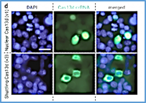 Engineered, nucleocytoplasmic shuttling Cas13d enables highly efficient cytosolic RNA targeting