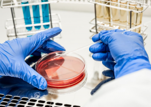 Scientists Produce Synthetic Cells Similar in Function to Living Cells