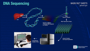 Precise integration of large DNA sequences in plant genomes using PrimeRoot editors 