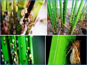 Genome-wide association study and genomic prediction for resistance to brown planthopper in rice 