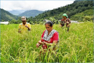 Africa`s opportunity to ramp up the value of food 