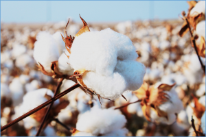 Chinese Researchers Improve Biotic Stress Tolerance of Cotton