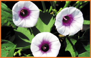 Genome-wide identification and expression analyses of CYP450 genes in sweet potato (Ipomoea batatas L.)