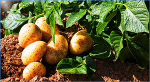 Analysis of Potato Physiological and Molecular Adaptation in Response to Different Water and Nitrogen Combined Regimes