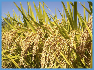 Study Finds Agriculture Accelerated Human Genome Evolution to Capture Energy from Starchy Foods