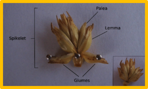 Natural alleles of LEAFY and WAPO1 interact to regulate spikelet number per spike in wheat