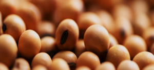 Pakistan Approves GM Soybean Imports