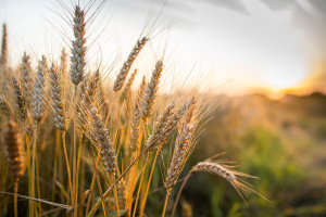 Researchers Develop Rust Resistant Wheat with Increased Heat Tolerance