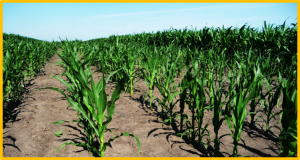 Genome-wide association study of haploid female fertility (HFF) and haploid male fertility (HMF) in BS39-derived doubled haploid maize lines