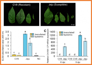 Fine mapping of the Chilli veinal mottle virus resistance 4 (cvr4) gene in pepper (Capsicum annuum L.)