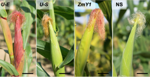 Researchers Find Corn Lines with High Flavonoid Content Could Kill Major Crop Pest