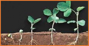 Knocking out artificially selected gene GmAOC4H8 improves germination in soybean