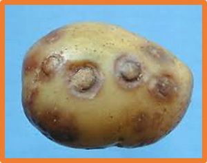 Comparative evaluation of resistance to potato virus Y (PVY) in three different RNAi-based transgenic potato plants