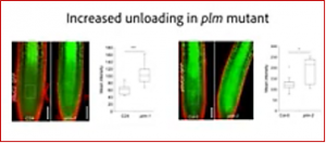 Plant Scientists Discover Gene For Fast Growing Crops