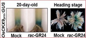 Strigolactone promotes cytokinin degradation through transcriptional activation of CYTOKININ OXIDASE/DEHYDROGENASE 9 in rice