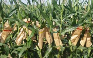 Genomic prediction with a maize collaborative panel: identification of genetic resources to enrich elite breeding programs