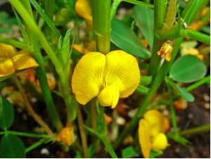 Functional Biology and Molecular Mechanisms of Host-Pathogen Interactions for Aflatoxin Contamination in Groundnut (Arachis hypogaea L.) and Maize (Zea mays L.).