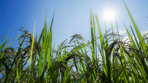 Rice Genetically Engineered to Resist Extreme Heat also Produces Up to 20% More Grain