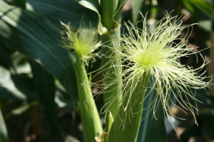 Transcription factors as molecular switches to regulate drought adaptation in maize