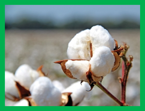 Examining two sets of introgression lines across multiple environments reveals background-independent and stably expressed quantitative trait loci of fiber quality in cotton