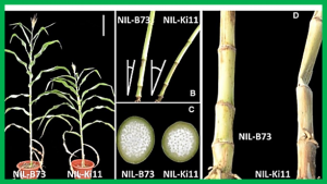 A Large Transposon Insertion in the stiff1 Promoter Increases Stalk Strength in Maize