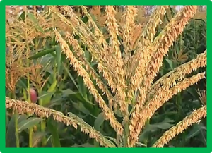 Identification of a genomic region controlling thermotolerance at flowering in maize using a combination of whole genomic re-sequencing and bulked segregant analysis