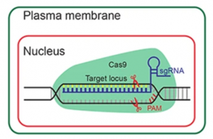 A stable DNA-free screening system for CRISPR/RNPs-mediated gene editing in hot and sweet cultivars of Capsicum annuum