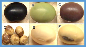Identification and validation of major QTLs associated with low seed coat deficiency of natto soybean seeds (Glycine max L.)