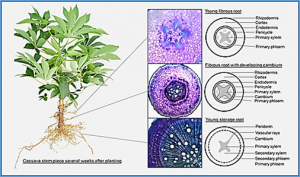 The Cassava Source-Sink project: opportunities and challenges for crop improvement by metabolic engineering