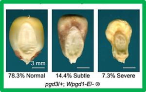 Engineering 6-phosphogluconate dehydrogenase improves grain yield in heat-stressed maize