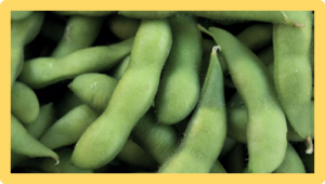 Identifying new variation at the J locus, previously identified as e6, in long juvenile `Paranagoiana` soybean