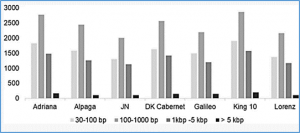 A novel deletion in FLOWERING LOCUS T modulates flowering time in winter oilseed rape