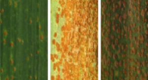 Mapping of a QTL with major effect on reducing leaf rust severity at the adult plant growth stage on chromosome 2BL in wheat landrace Hongmazha