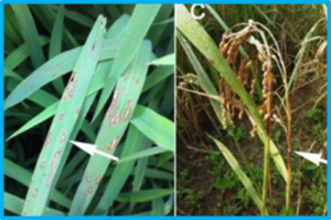 Integrated strategies for durable rice blast resistance in sub-Saharan Africa
