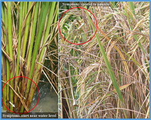 Rhizoctonia solani K&uuml;hn Pathophysiology: Status and Prospects of Sheath Blight Disease Management in Rice