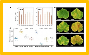 Sigma factor binding protein 1 (CsSIB1) is a putative candidate of the major-effect QTL dm5.3 for downy mildew resistance in cucumber (Cucumis sativus)