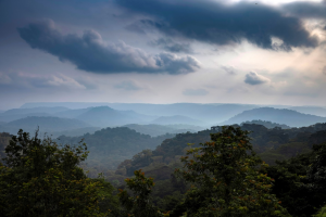  FAO at COP15: What comes now?