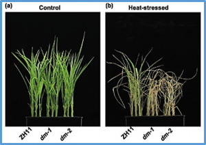 Diurnal regulation of alternative splicing associated with thermotolerance in rice by two glycine-rich RNA-binding proteins