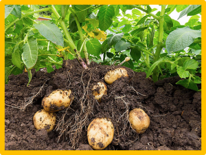 Using drone retrieved multispectral data for phenomic selection in potato breeding 